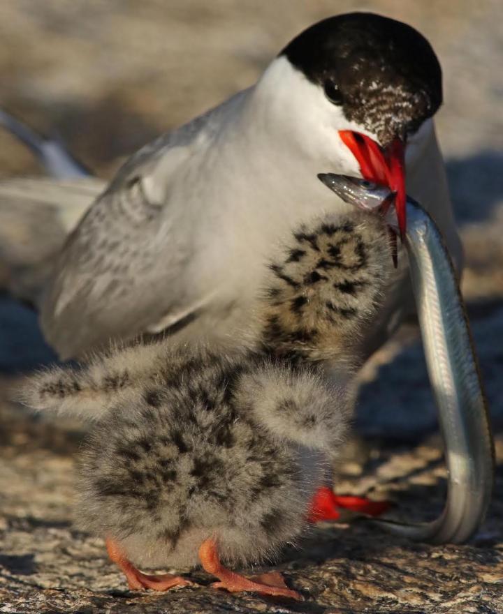 Tern Parent and Chick