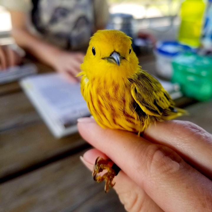 Yellow Warbler