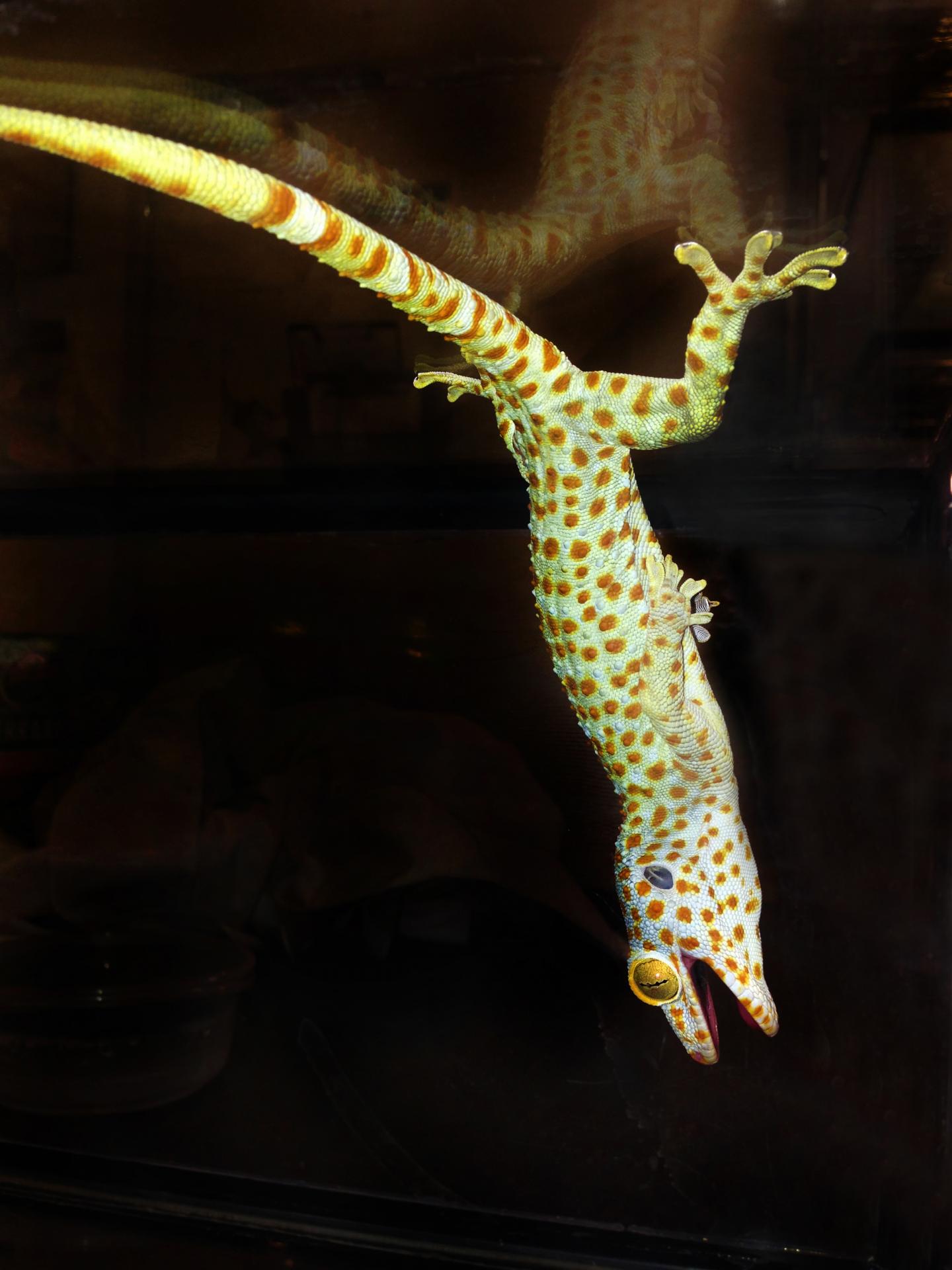 Tokay Gecko on Smooth Surface