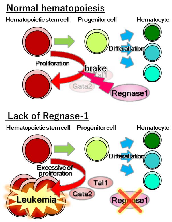 Regnase-1