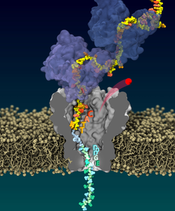 High-fidelity reading of single protein composition