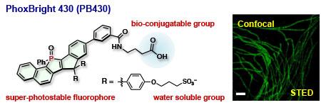 Molecular Structure of the Super-Photostable Fluorescent Labeling Agent, PhoxBright430