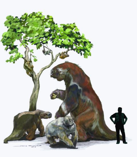 Study Shakes up Sloth Family Tree