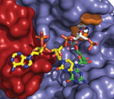 Structure of Enzyme Seen as Target for ALS Drugs (1 of 2)