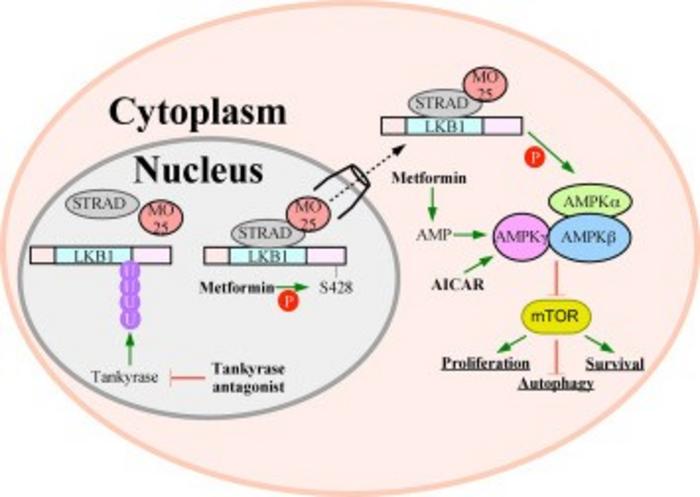 Tumor suppressing pathways of LKB1