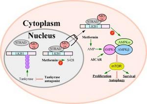 Tumor suppressing pathways of LKB1