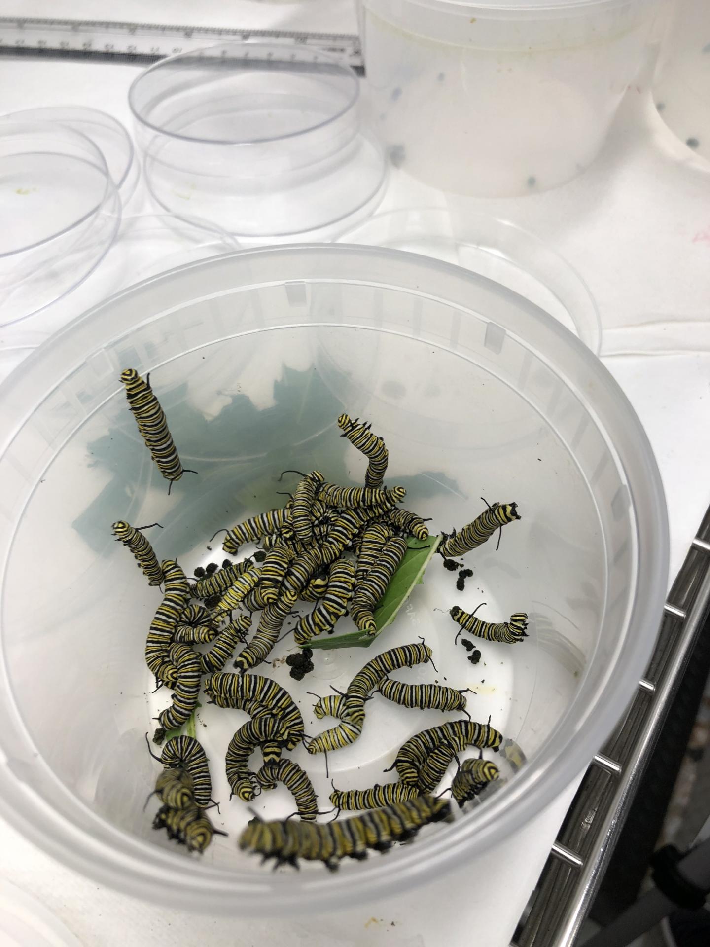 Monarch Butterfly Caterpillars