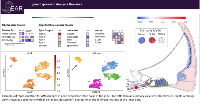 Gene Expression Changes in Ear Due to Noise Damage