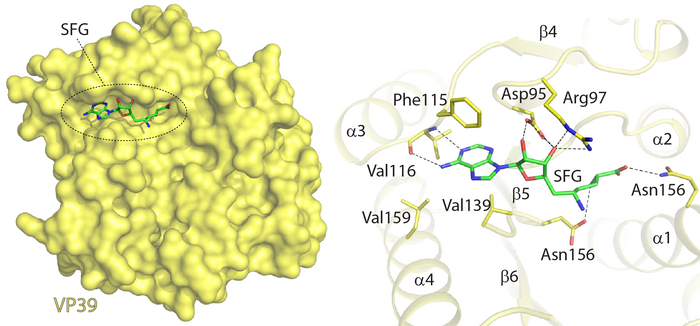 Sinefungin and SAH recognition by the monkeypox virus VP39 methyltransferase