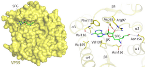 Sinefungin and SAH recognition by the monkeypox virus VP39 methyltransferase