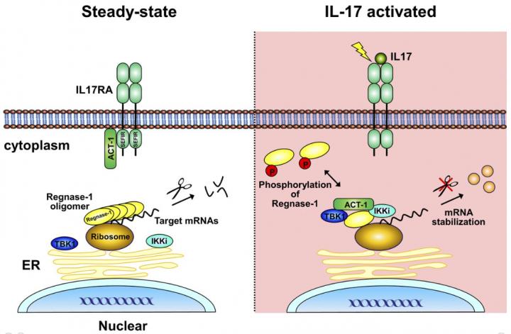 Figure: The Mechanism mRNA Stabilization via Phosphorylation of Regnase-1