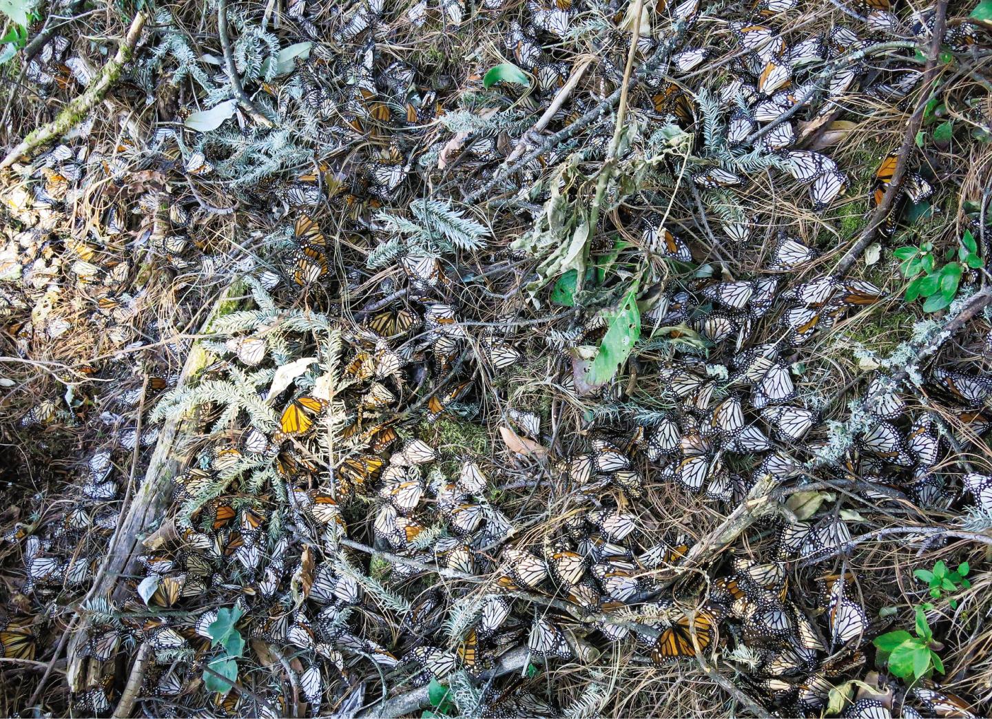 Dead Monarch Butterflies Among Storm Debris