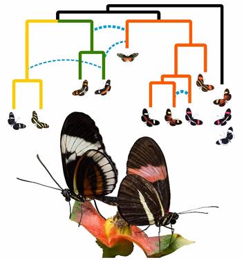 A coalescent phylogenetic network of the H. erato/clysonymus/sara clade of Heliconius butterflies.