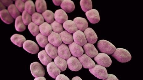 <i>Acinetobacter baumannii</i> Bacteria