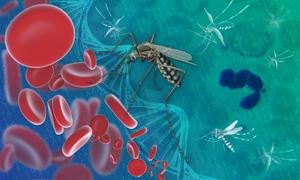 The Malaria parasite generates genetic diversity using an evolutionary ‘copy-paste’ tactic