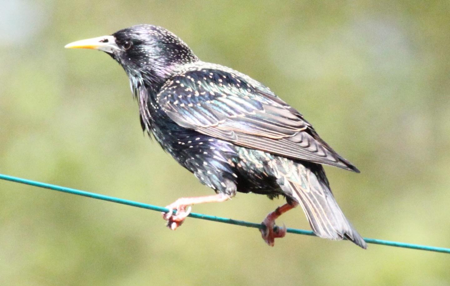 Starling