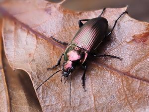 Predatory beetle