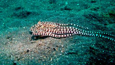 Mimic Octopus Impersonating a Flatfish (2 of 2)