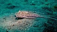 Mimic Octopus Impersonating a Flatfish (2 of 2)