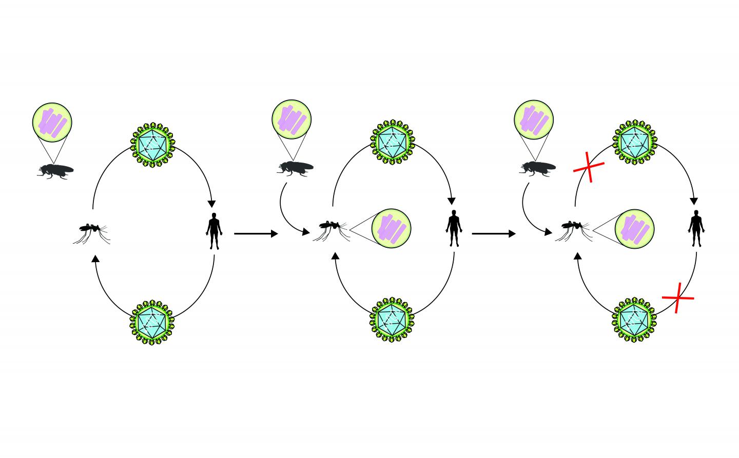 Virus Transmission Model