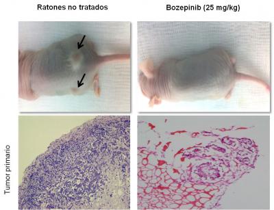 Histological Section Cutting 