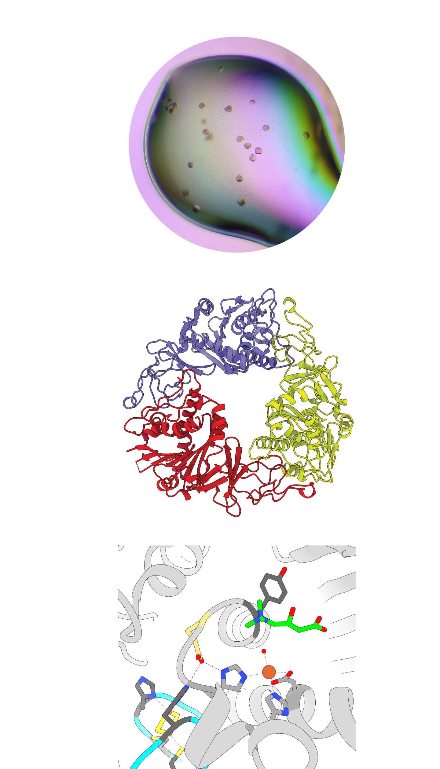 CntA enzyme