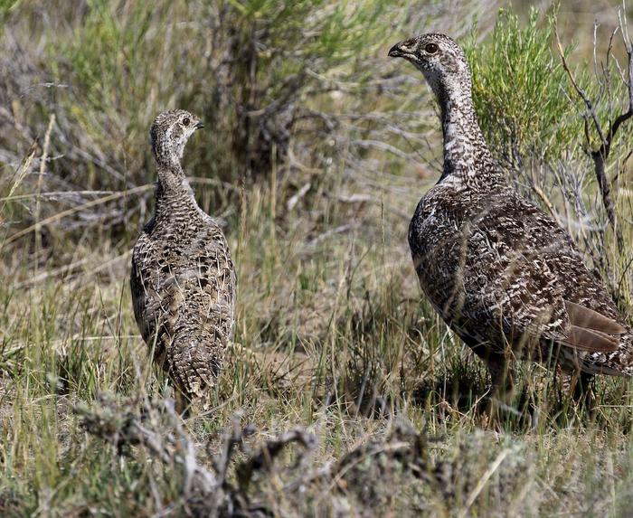 Greater sage grouse