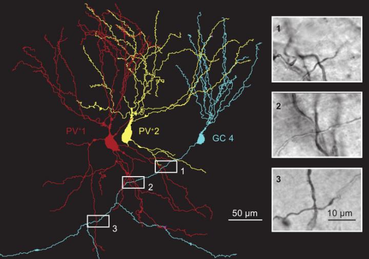 Interneurons and Granular Cell