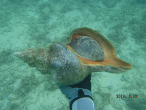 Florida horse conch 4