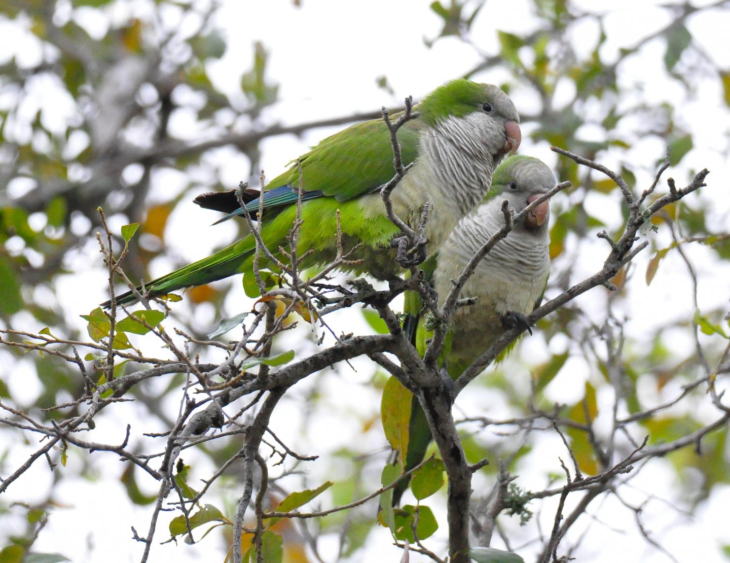 Monk Parakeets