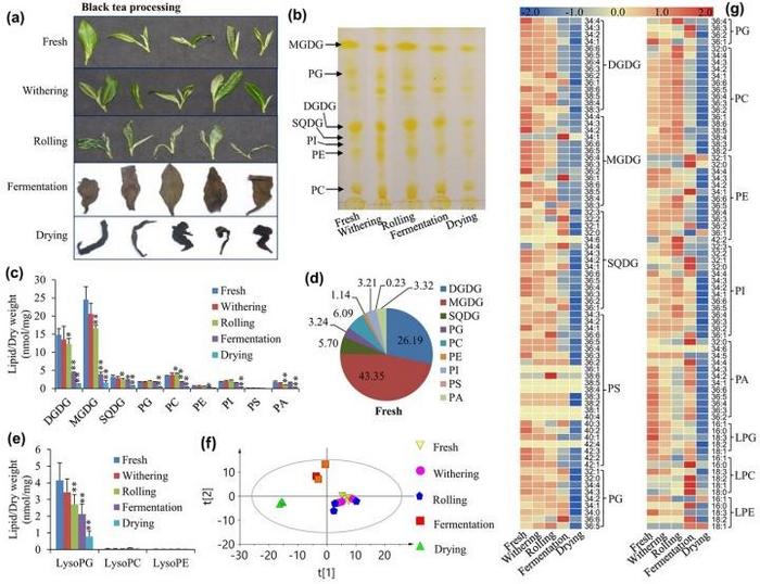 Glycerolipid profiling during black tea processing.