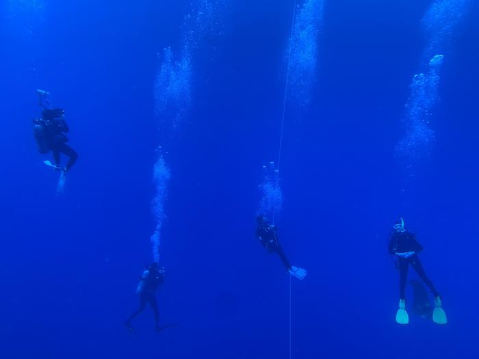 Underwater salp collection