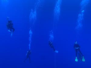 Underwater salp collection