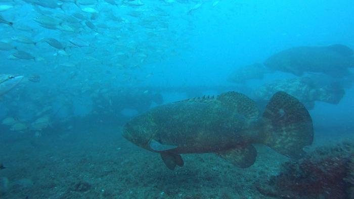 Goliath Grouper