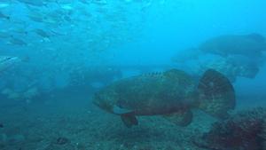 Goliath Grouper