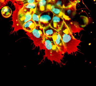 Migrating Embryonic Neural Crest Cells