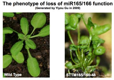 Phenotype Loss of miRNA165/166 Function