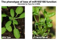 Phenotype Loss of miRNA165/166 Function
