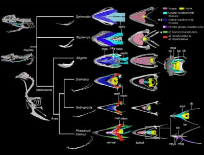 Hyoid bones from Kiving Taxa