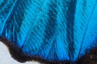 Blue Morpho Butterfly, More Detail