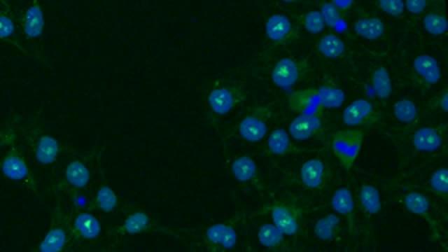 Salk Institute Explains New Stem Cell Growth Findings