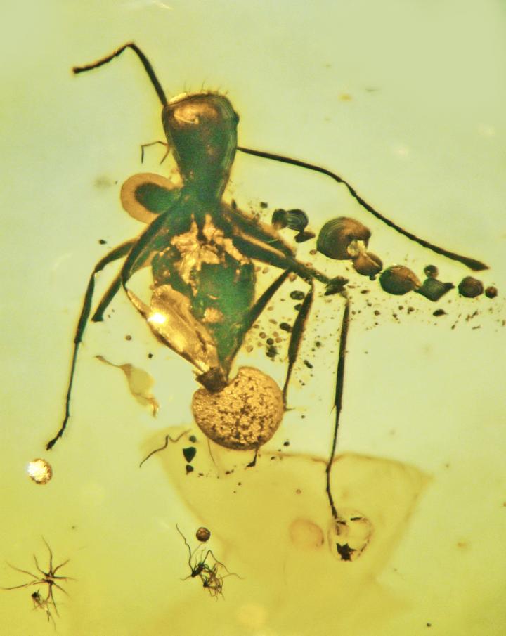 Ant parasite 1