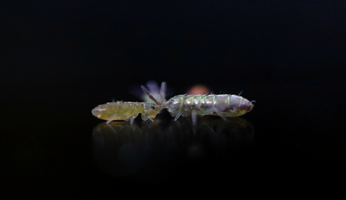 Springtails