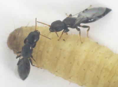 Female Bethylid Wasps on Host Larva