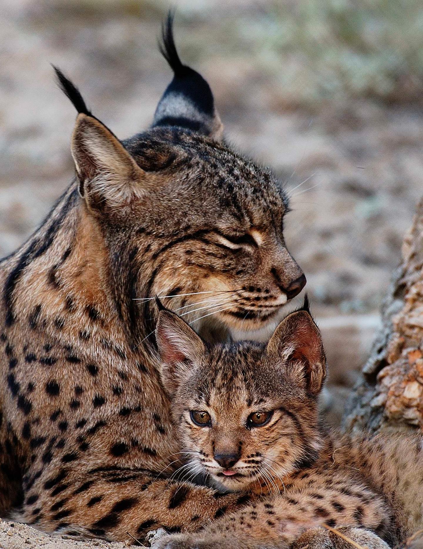 Iberian lynx