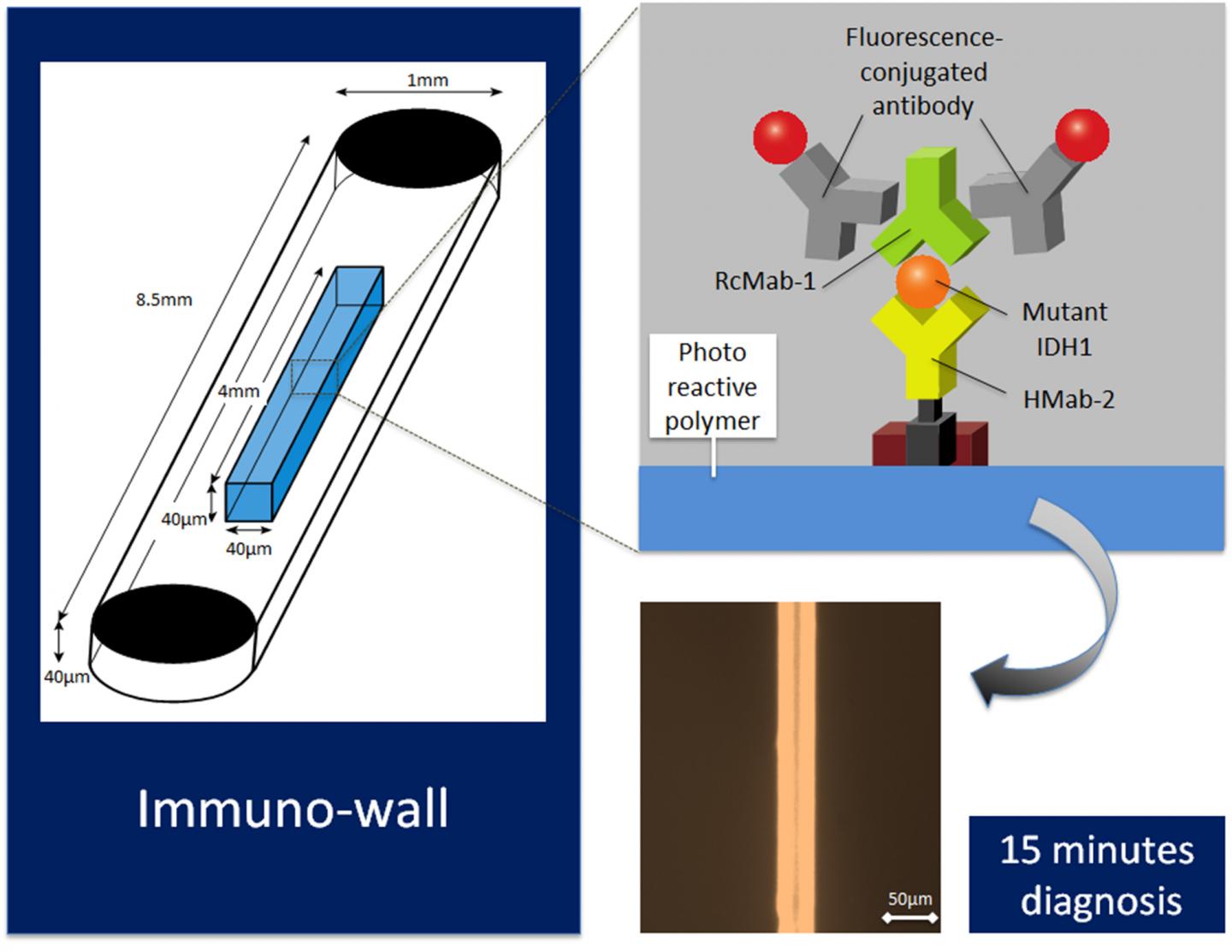 Immuno-Wall