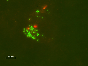 Methanoliparia cells