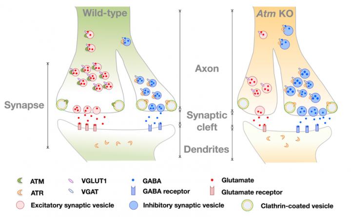 Diagram of the Vesicle Trafficking Model of WT and Atm KO Synapses