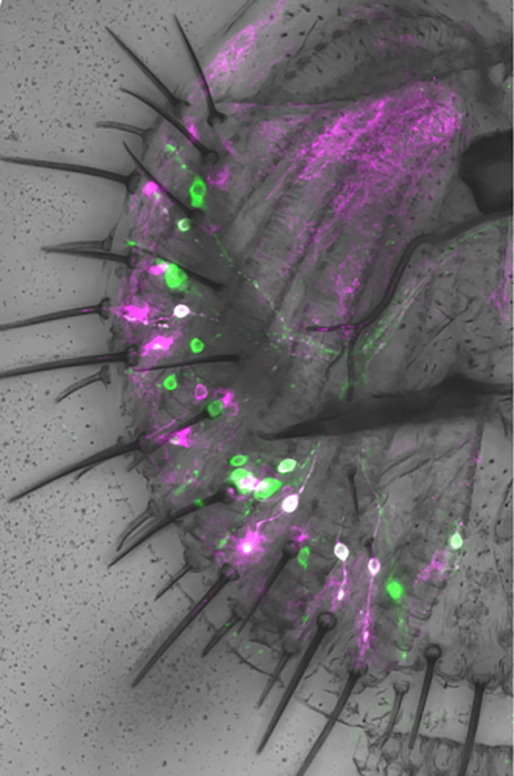 Fly’s labellum with high-salt neurons labeled in green.