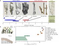 Figure from the Paper Demonstrating the Evolution of Feet from Monkeys to Early Hominins